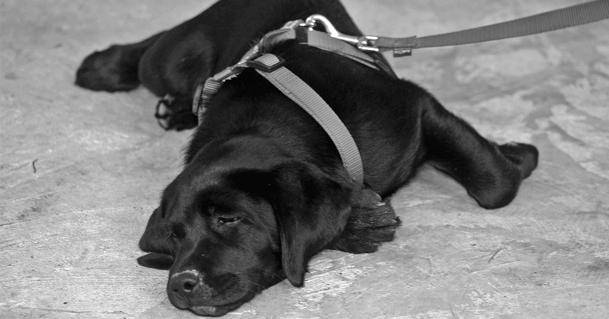 Man dies after dog leash gets caught in train doors in Washington, D.C